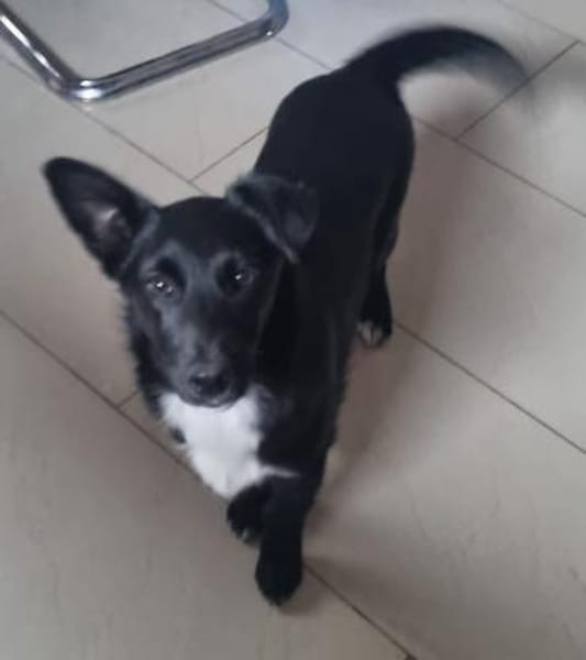 Süße Lucky möchte eine Familie