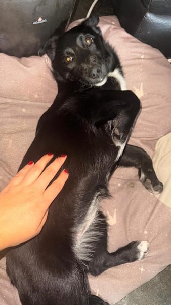 Süße Lucky möchte eine Familie