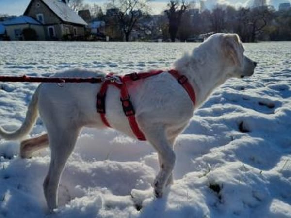 Sophie wünscht sich ein besseres Leben