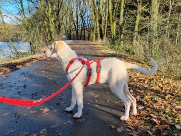 Sophie wünscht sich ein besseres Leben