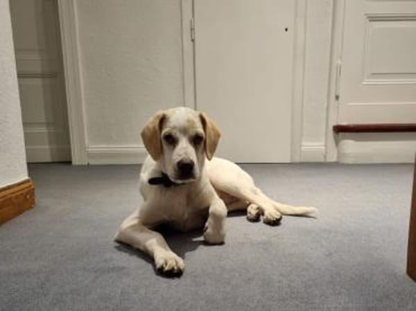 Sophie wünscht sich ein besseres Leben