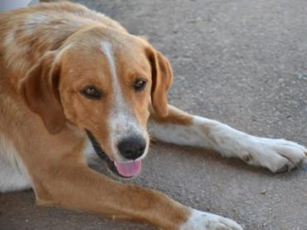 Tito wünscht sich ein Zuhause