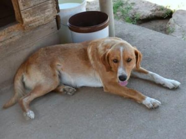 Tito wünscht sich ein Zuhause