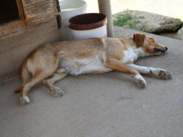 Tito wünscht sich ein Zuhause