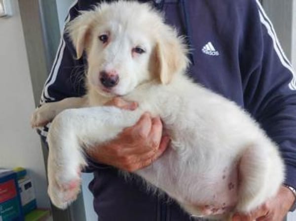 Sullo möchte seine Menschen finden