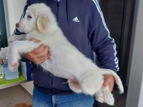 Sullo möchte seine Menschen finden