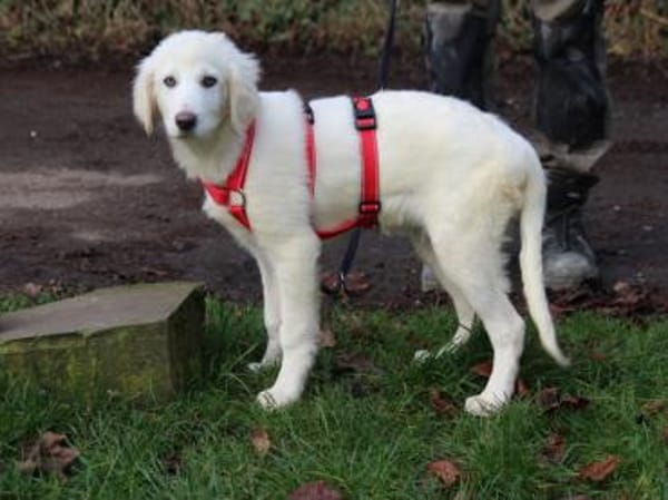 Möchten Sie Tanit bei sich aufnehmen?