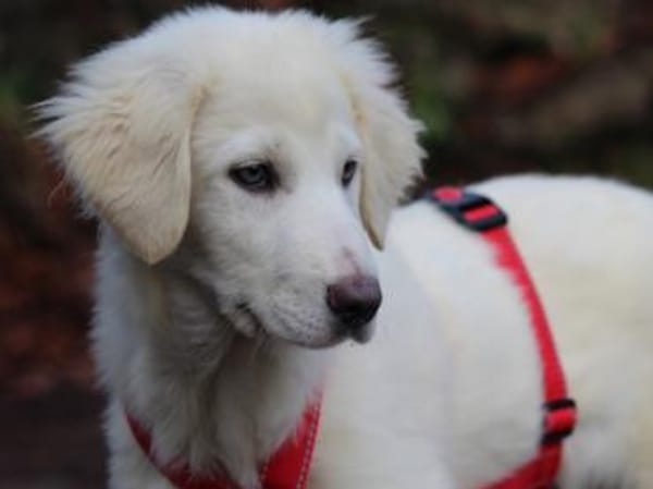 Möchten Sie Tanit bei sich aufnehmen?