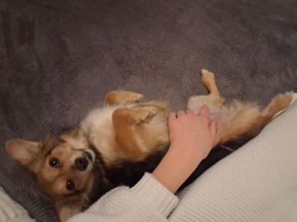 Piccola sucht gutes Zuhause