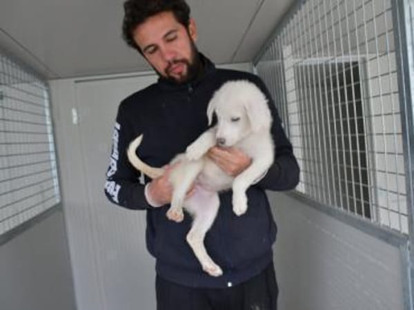 Familie für Tofu gesucht