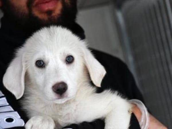 Familie für Tofu gesucht