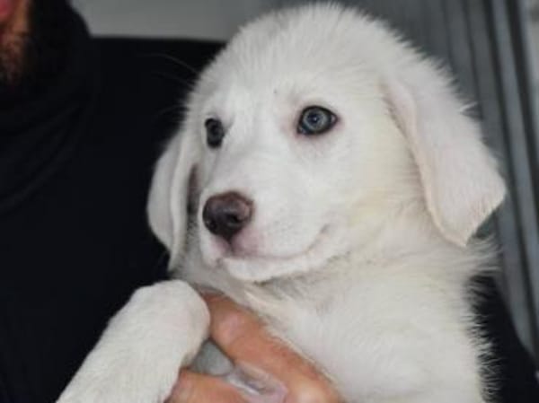 Familie für Tofu gesucht