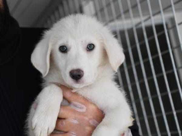 Familie für Tofu gesucht