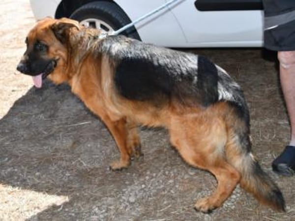 Red möchte seine Familie finden