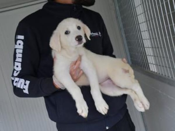 Möchten Sie Tokyo zu sich holen?