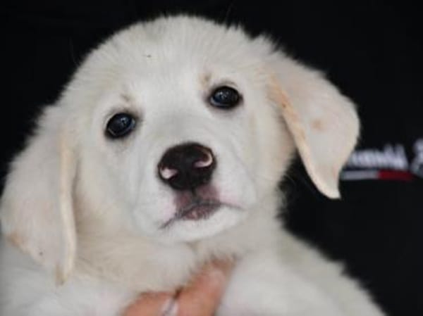 Möchten Sie Tokyo zu sich holen?