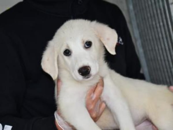 Möchten Sie Tokyo zu sich holen?