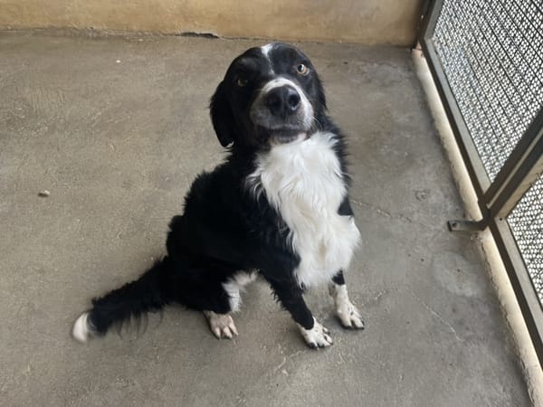 DANNY (en cours d'adoption)