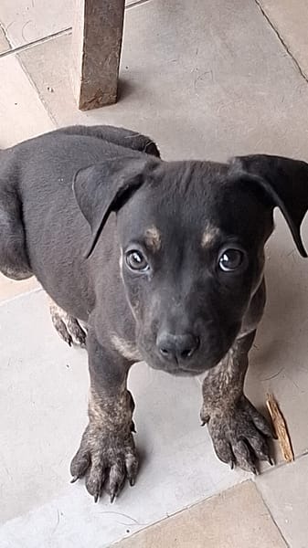 APOLLON, chiot Berger Créole mâle