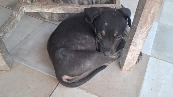 APOLLON, chiot Berger Créole mâle