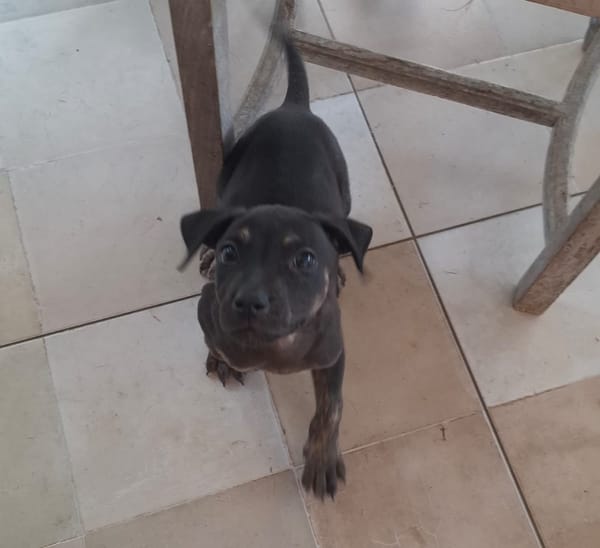 APOLLON, chiot Berger Créole mâle