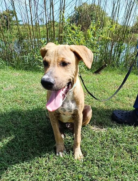 ATCHI, chiot Berger Créole mâle