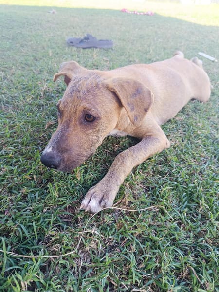 ATCHI, chiot Berger Créole mâle