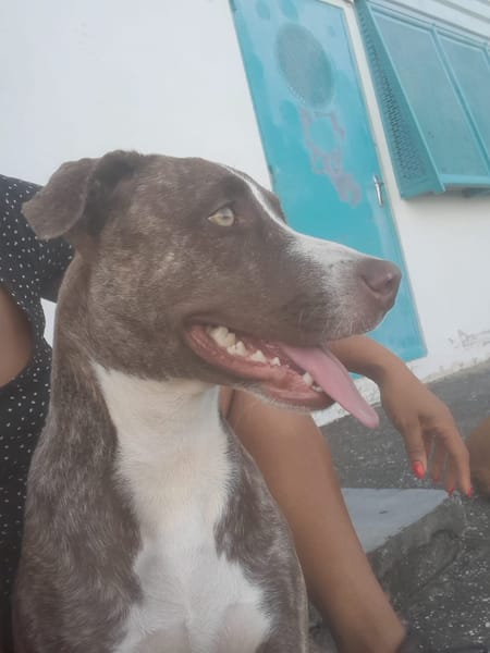 CANDY, chiot femelle Berger Créole