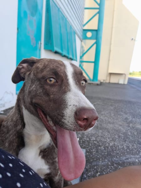 CANDY, chiot femelle Berger Créole