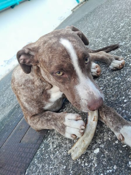 CANDY, chiot femelle Berger Créole