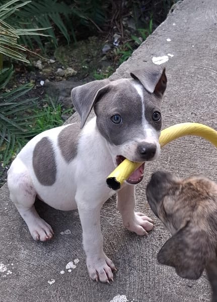 HERA, chiot Berger Créole femelle