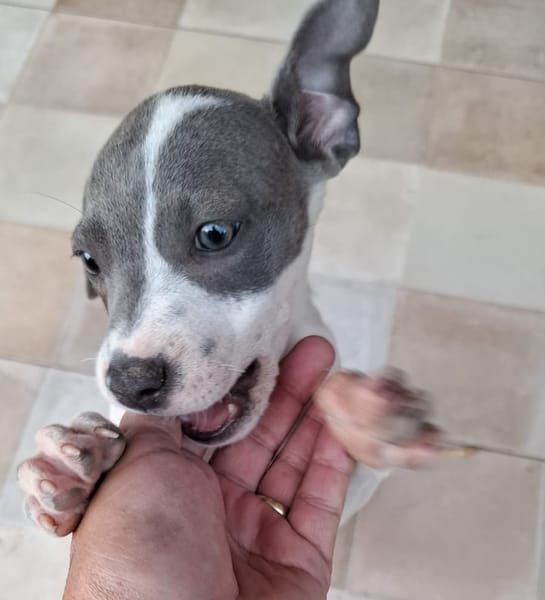 HERA, chiot Berger Créole femelle