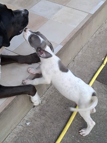 HERA, chiot Berger Créole femelle