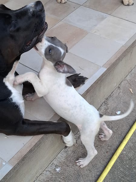 HERA, chiot Berger Créole femelle