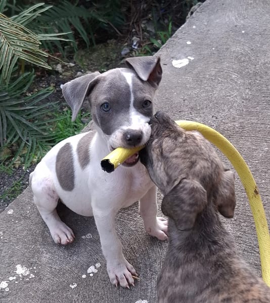 HERA, chiot Berger Créole femelle