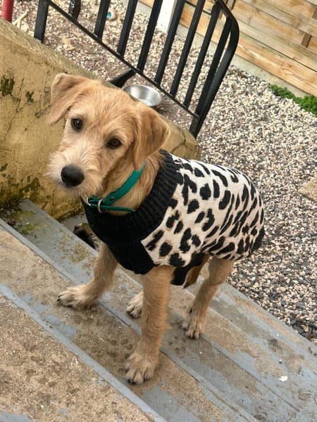 MANHATTAN, chiot femelle croisée