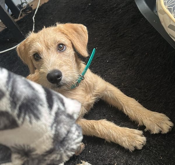 MANHATTAN, chiot femelle croisée