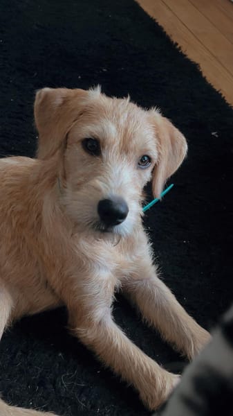 MANHATTAN, chiot femelle croisée