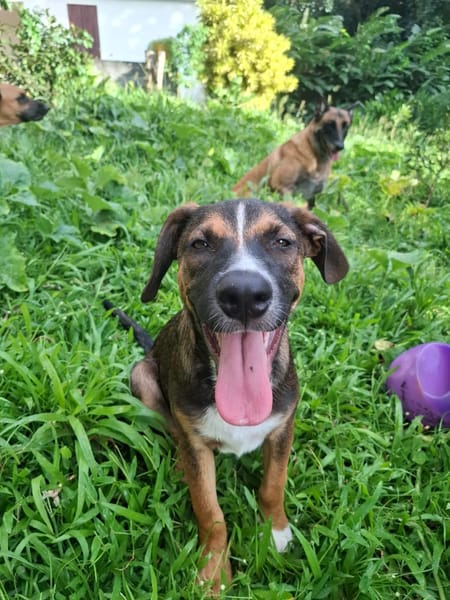 YUKI, chiot Berger Créole mâle