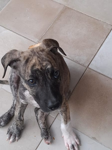 ZEUS, chiot berger créole mâle