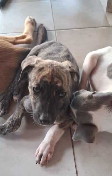 ZEUS, chiot berger créole mâle