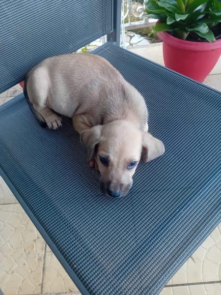 🐾 À L’ADOPTION – DIESEL, petit sable au cœur tendre 🐾