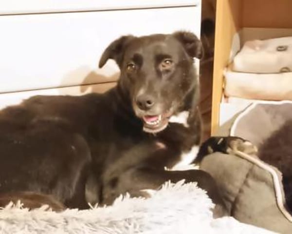 Tikva - liebt es ruhig