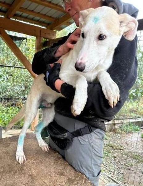 SEPPI-lieber,hübscher Jung-Rüde,59cm