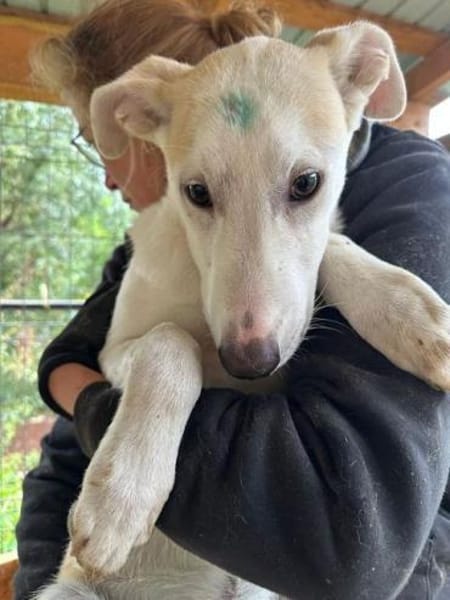 SEPPI-lieber,hübscher Jung-Rüde,59cm