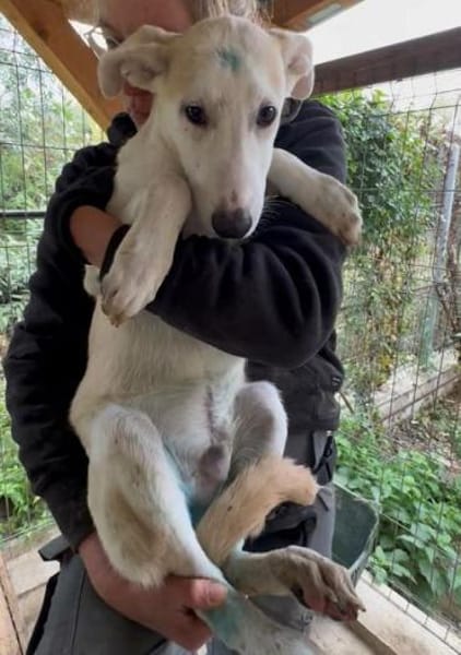 SEPPI-lieber,hübscher Jung-Rüde,59cm