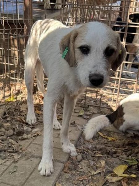 MARLON-wunderschöner Rüde, 54 cm