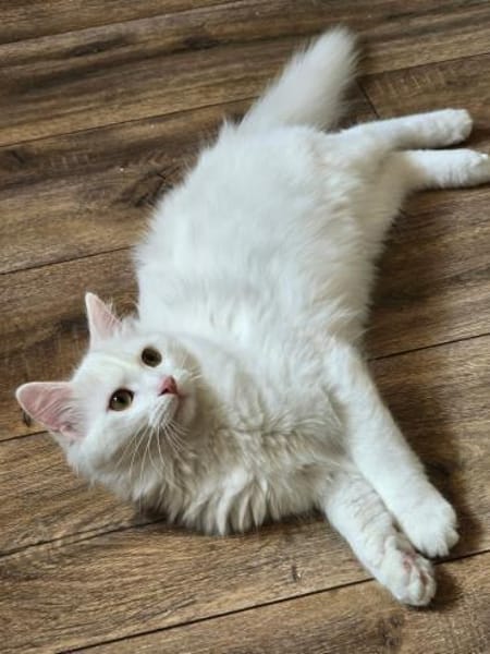 LEFKO-Kleiner Charmeur sucht sein Glück!