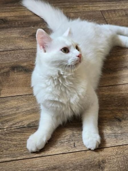 LEFKO-Kleiner Charmeur sucht sein Glück!