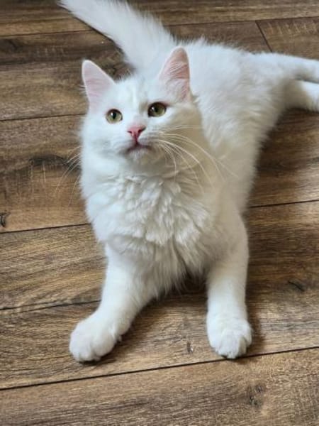 LEFKO-Kleiner Charmeur sucht sein Glück!